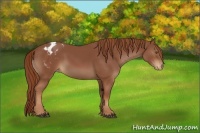Horse Color:Chestnut Appaloosa