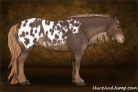 Horse Color:Liver Chestnut Appaloosa 