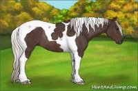 Horse Color:Silver Brown Tobiano Rabicano