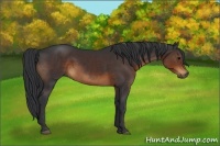 Horse Color:Brown 