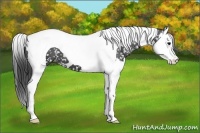 Horse Color:Black Splash Tobiano Appaloosa 