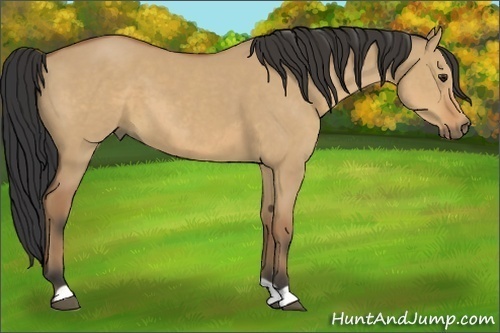 Horse Color:Brown Dun
