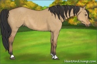 Horse Color:Brown Dun 