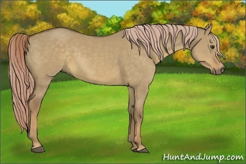 Horse Color:Chocolate Palomino Dun Rabicano