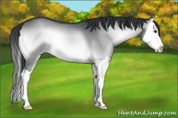 Horse Color:Brown Chinchilla Onyx Splash 