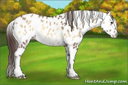 Horse Color:Sable Champagne Onyx Appaloosa 