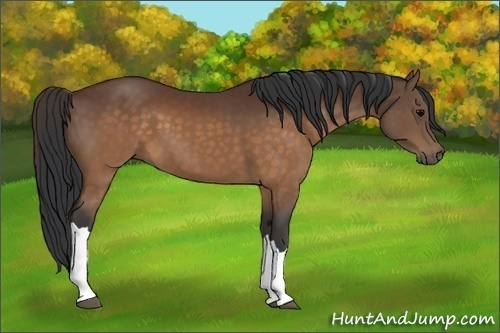 Horse Color:Brown 