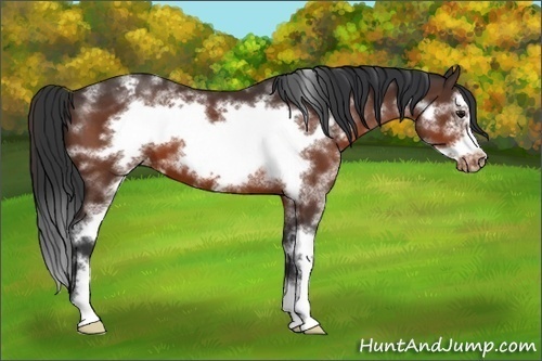 Horse Color:White Spotted Brown Frame Varnish