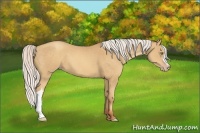 Horse Color:Silver Sable Champagne 