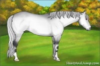 Horse Color:Silver Bay Chinchilla Onyx 