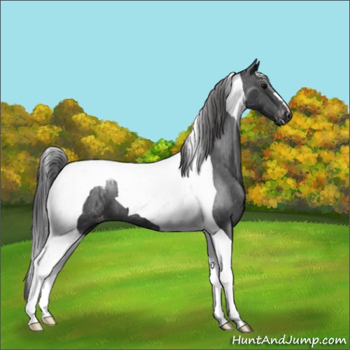 Horse Color:Black Tobiano Appaloosa 