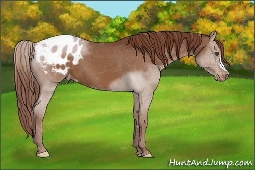 Horse Color:Chestnut Blanket