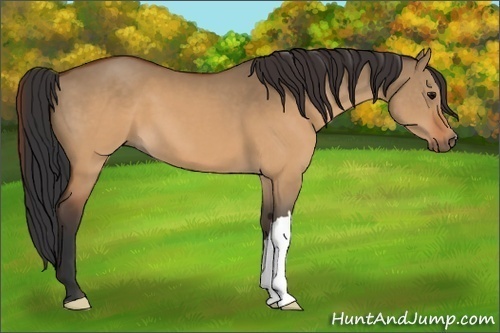 Horse Color:Brown Dun 