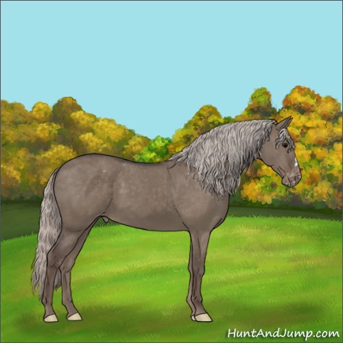 Horse Color:Silver Grullo Varnish