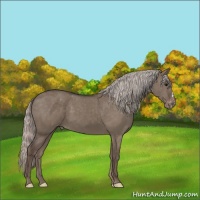 Horse Color:Silver Grullo Varnish 