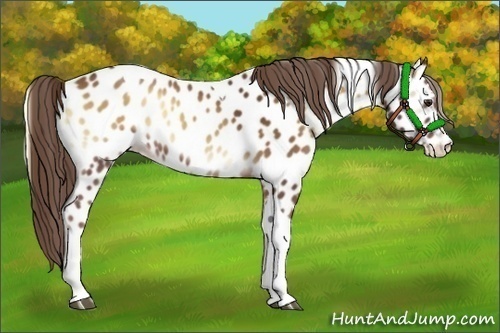 Horse Color:Red Onyx Tobiano Appaloosa 