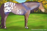 Horse Color:Brown Pearl Appaloosa Rabicano 