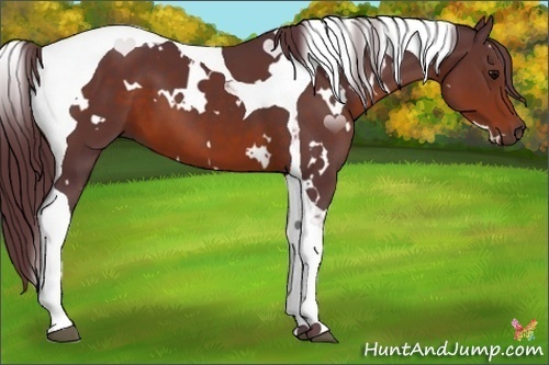 Horse Color:White Spotted Chocolate Brown Tobiano 