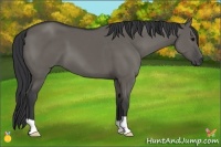 Horse Color:Grullo 