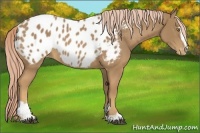 Horse Color:Palomino Sabino Appaloosa Rabicano