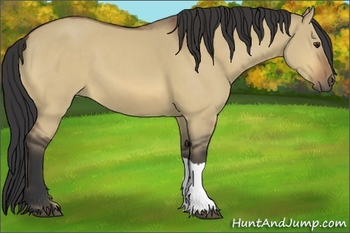 Horse Color:Unknown 