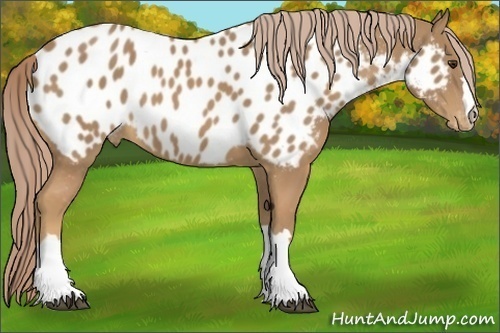 Horse Color:Palomino Near Leopard 