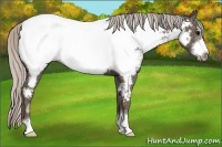 Horse Color:Silver Black Sabino Frame Near Fewspot 