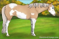 Horse Color:Silver Amber Champagne Splash Frame Varnish