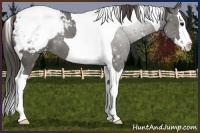 Horse Color:Grullo Sabino Splash Tobiano Snowcap 