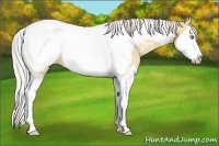 Horse Color:Silver Classic Champagne Dun Sabino Splash Tobiano Near Fewspot 
