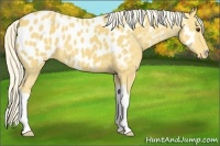 Horse Color:Palomino Appaloosa 