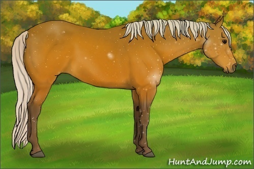 Horse Color:Silver Brown Sabino 
