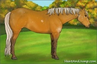 Horse Color:Silver Brown Sabino 