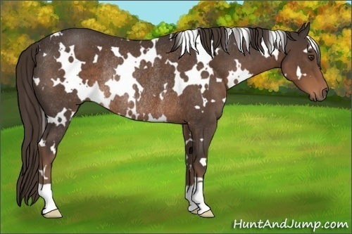 Horse Color:White Spotted Liver Chestnut Rabicano 