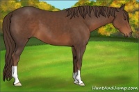 Horse Color:Liver Chestnut 
