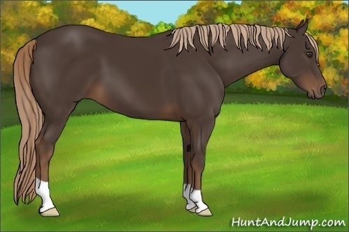 Horse Color:Liver Chestnut 