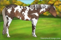 Horse Color:White Spotted Liver Chestnut 