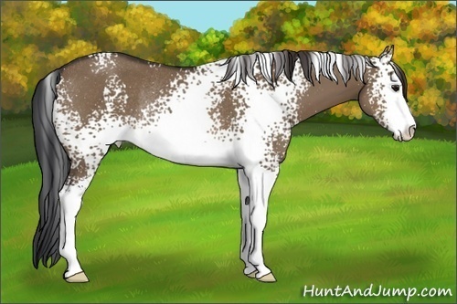Horse Color:White Spotted Brown Dun Sabino Rabicano