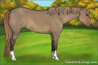 Horse Color:Liver Red Dun 