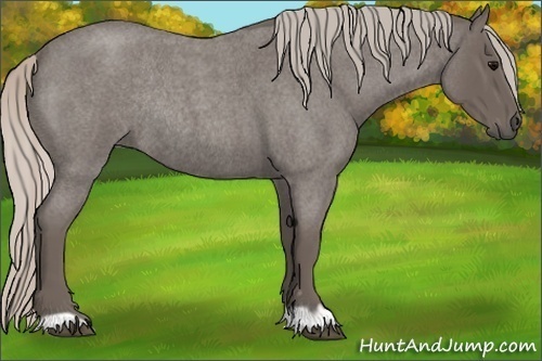 Horse Color:Silver Blue Roan Rabicano 