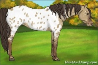 Horse Color:Liver Red Dun Appaloosa Rabicano