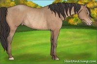 Horse Color:Sable Champagne Rabicano 