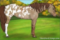 Horse Color:Red Dun Appaloosa Rabicano 