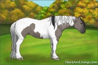 Horse Color:Grullo Tobiano 