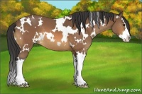 Horse Color:White Spotted Buckskin Splash 