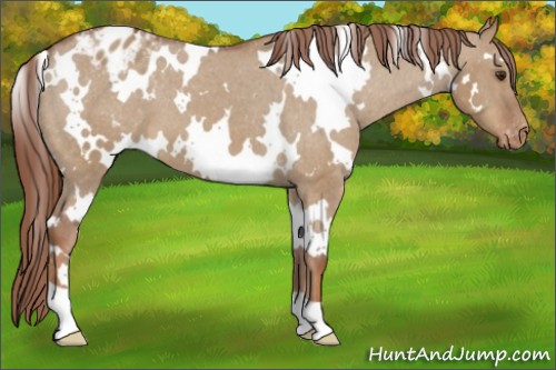 Horse Color:White Spotted Red Dun Appaloosa 