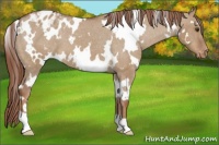 Horse Color:White Spotted Red Dun Varnish