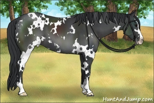 Horse Color:White Spotted Black Sabino