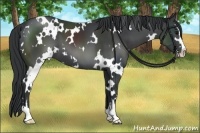 Horse Color:White Spotted Black Sabino