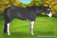 Horse Color:Black Sabino